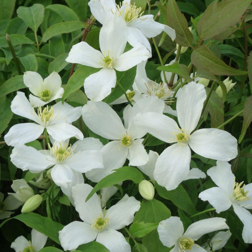 Clematis Montana ‘Warwickshire Rose’ - Garden Plants and Flowers