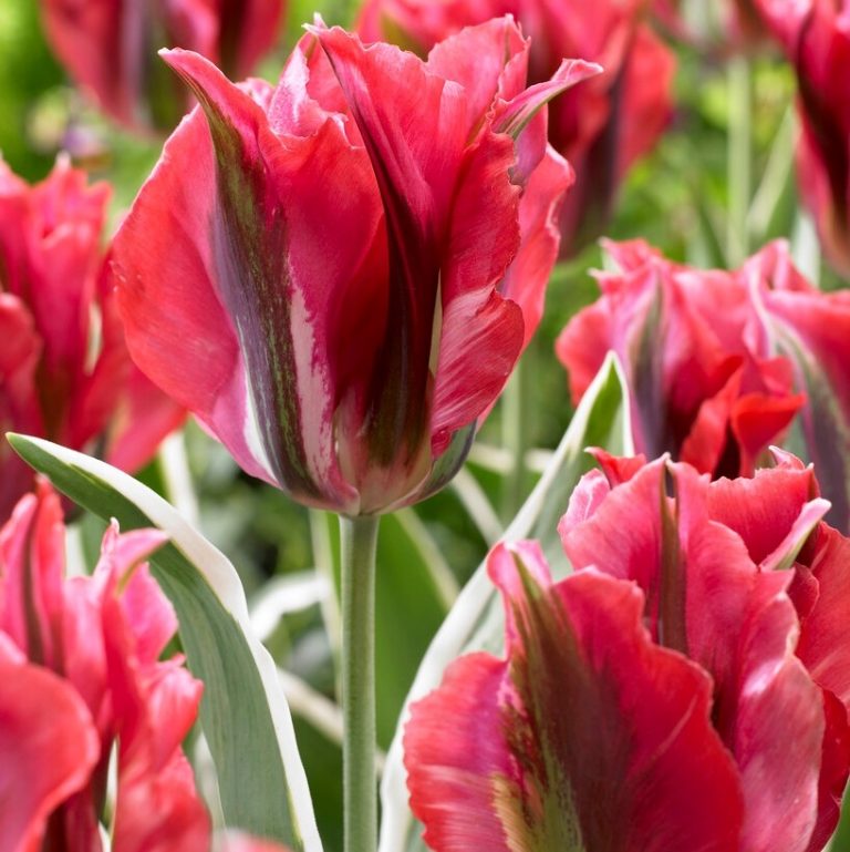 Tulip Caractere – Pack of 12 - Garden Plants and Flowers